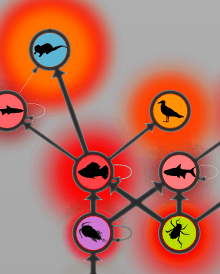 Illustration of a Food Web with key species